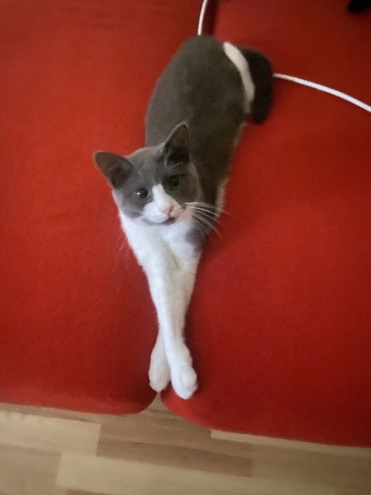 Отдам серего котика в добрые руки