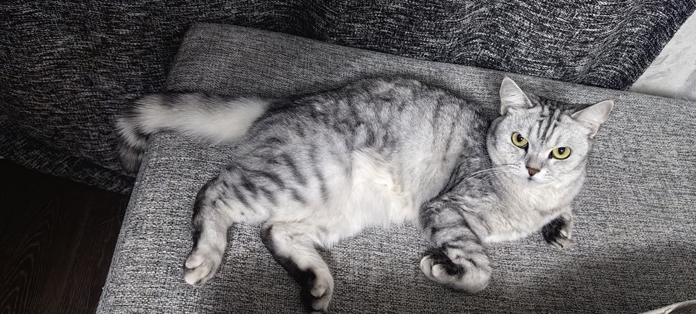 Кошка в хорошие руки