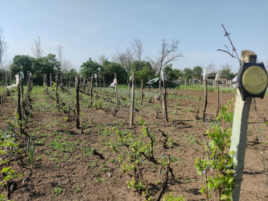 Vand casa Romanu, Braila, asfalt, canal, electricitate, lot mare