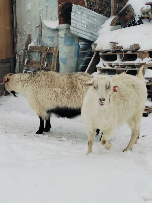 Продам козу Ешкі сатылады