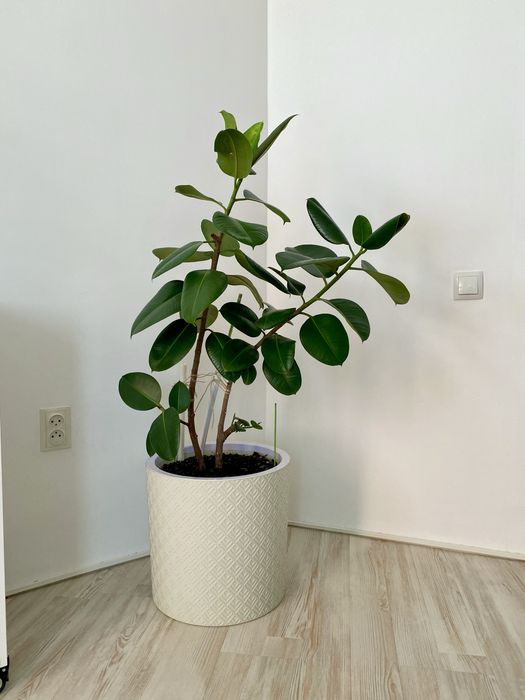 Продаю фикус каучуконосный (фикус эластика, лат. Ficus elastica)