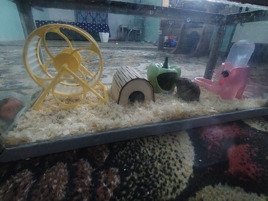 Продам хомяка, вид джунгарский