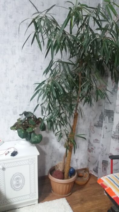 Продаются взрослые растения