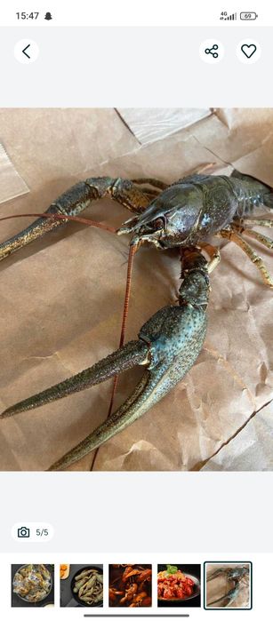 Раки.жвыи.трик..150000