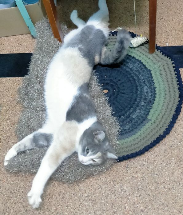 Отдам кошку в добрые руки.