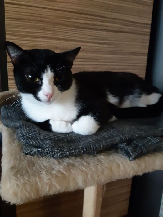 Кошек стерилизованых в ДОБРЫЕ руки!