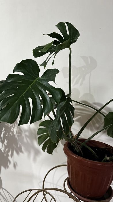 Монстера деликатесная