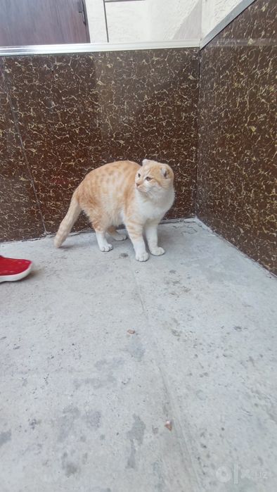 Срочное продажа кошек