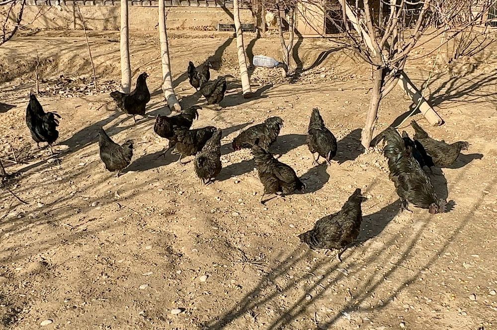 Ухейилюй порада яйцо