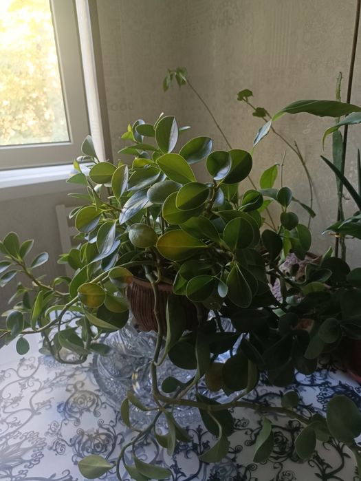 Продам домашние цветы от 10 до 50 тысяч