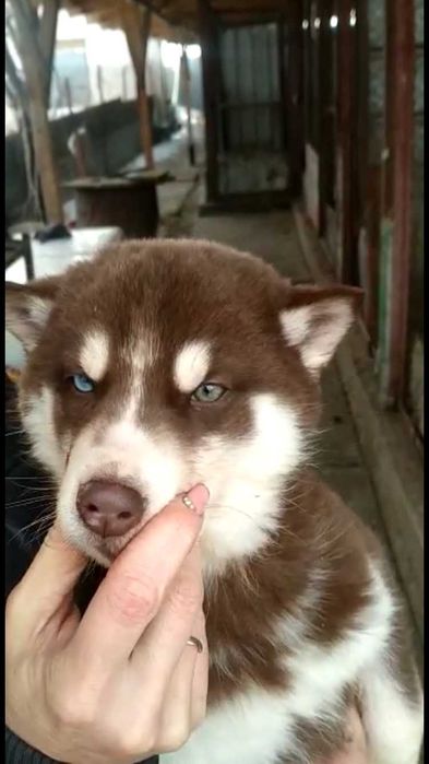 Ну очень жирненький мальчик хаски