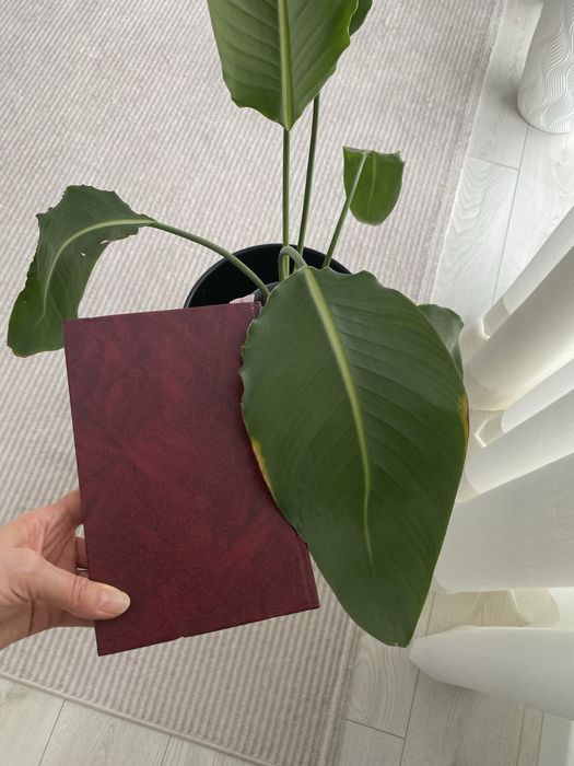 Продам комнатное растение