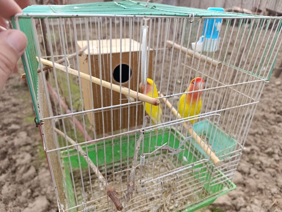 Para popugay sotiladi kletkasi bilan.