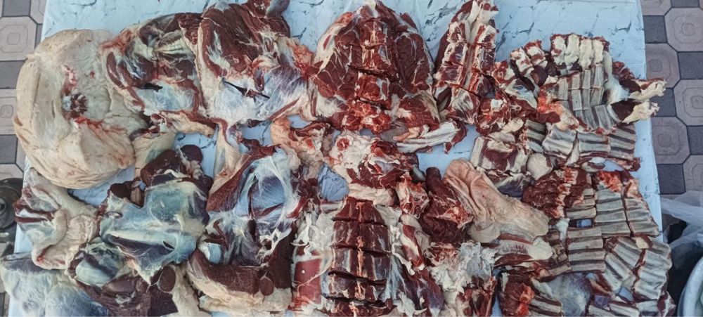 Halol boqilgan qochqorlar Aqiqa Qurbonlik va boshqa Marosimlar uchun