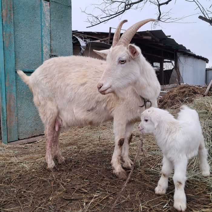 Коза заанненская с козленком мальчик