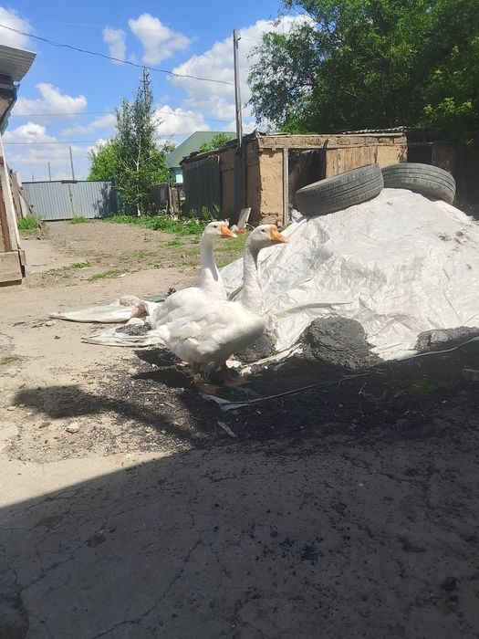 Продам гусей породы линда