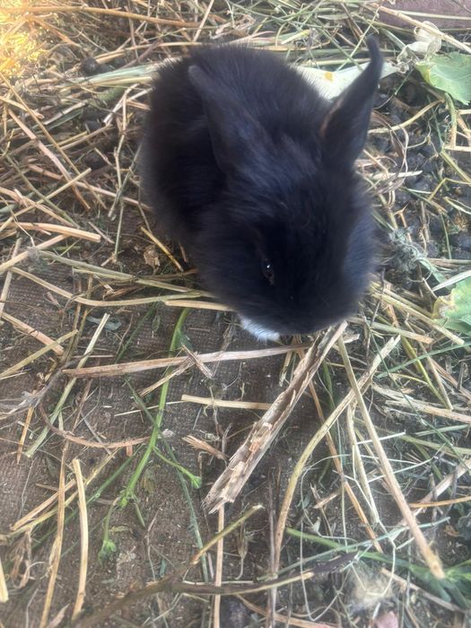 Vând iepuri cap de leu curcit cu iepure de casa