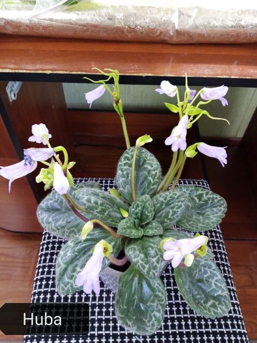 Продаются хириты примулины