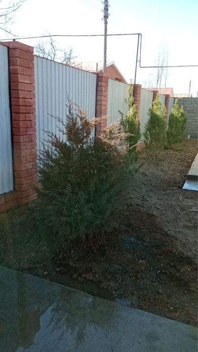 Дача Азадбаш ширин олма боги 6 соток