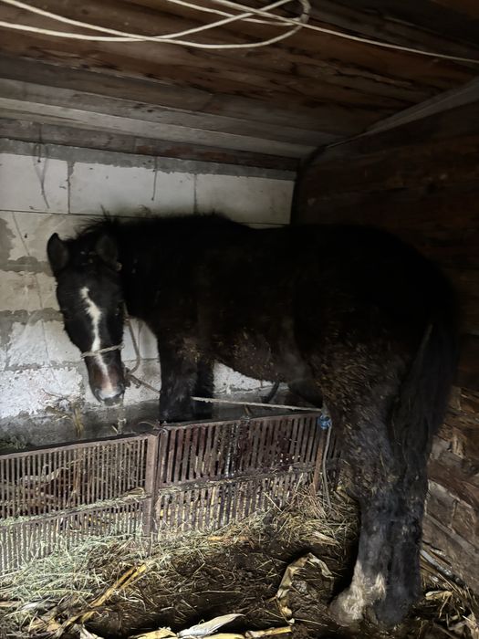 Vand mânz metis talie medie -mare