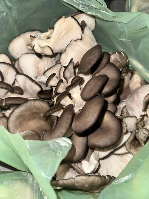 Грибы домашние парниковые  1 кг 35.000сум