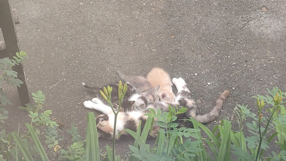 Котята в добрые руки!
