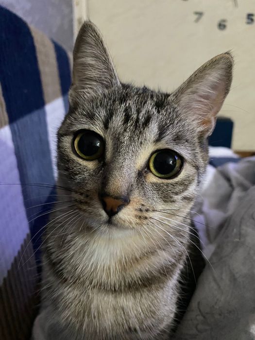 Отдадим кошечку в добрые руки