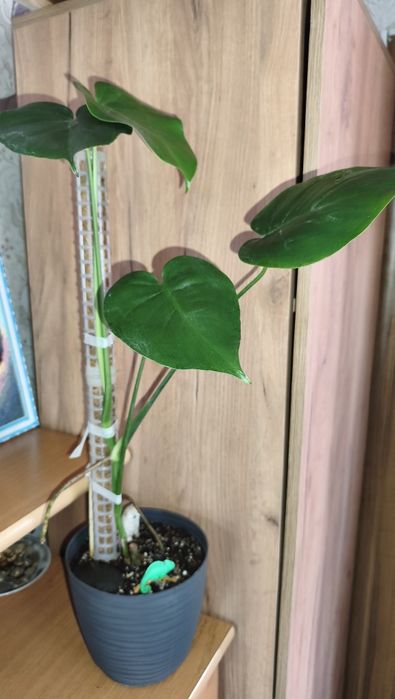 Продам монстеру ускоренный