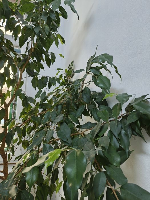 Дърво Бенджамин, стана твърде голямо за помещението