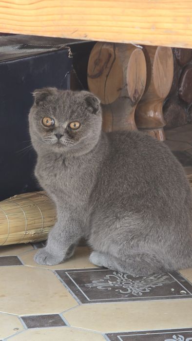 Shotlanskiy shkotish  fold sotiladi ug'il