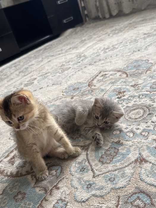 Кошки вислоухий.