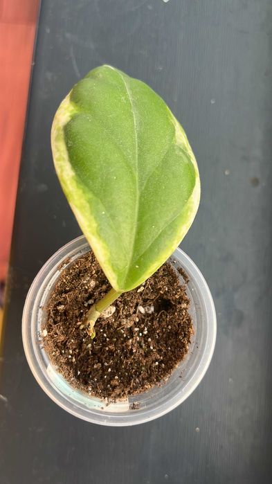 Хойи разные сорта