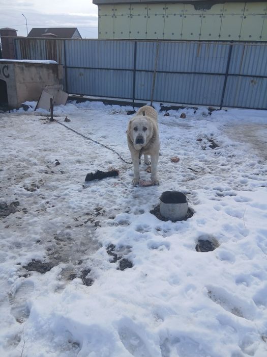 Ит сатылады албай