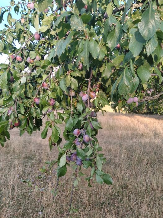 Vand prune.