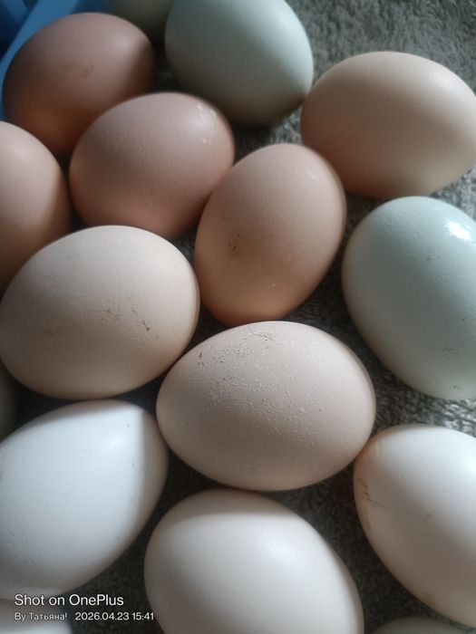 Продам домашние яйца