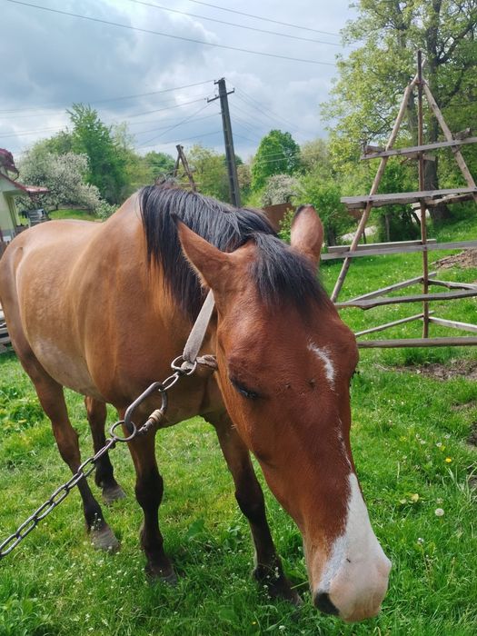 Cal de vânzare  mai multe detalii la telefon
ID anunț: 1786259090