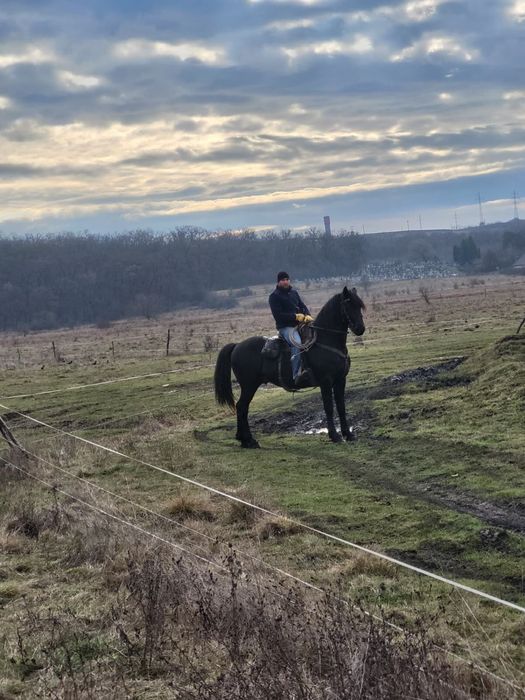Armăsar metis friesian