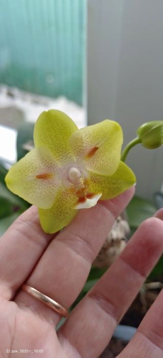 Орхидея бабочка Сладкая девочка