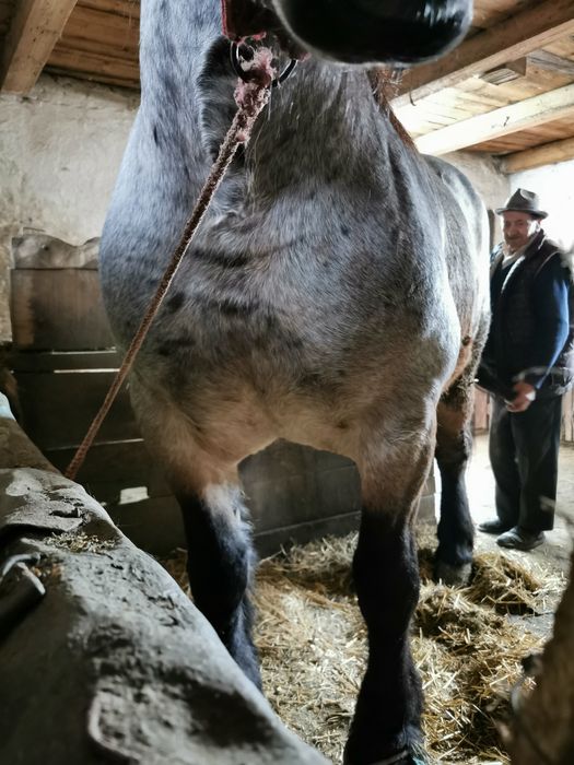 Iapă de vânzare 4/5 ani!