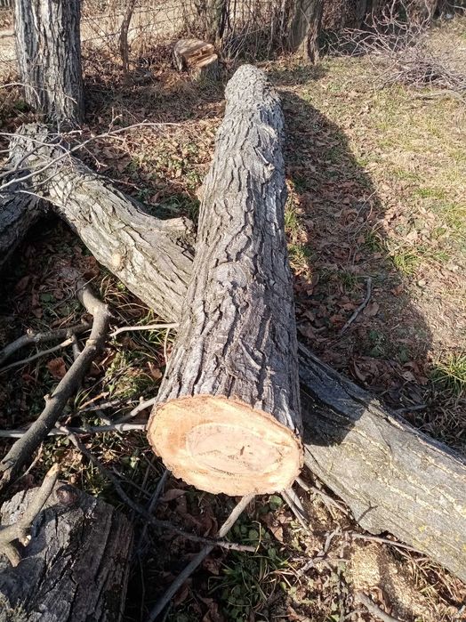 Vând busteni de NUC.