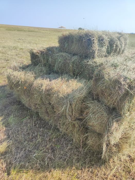 Сено в тюках и рулонах