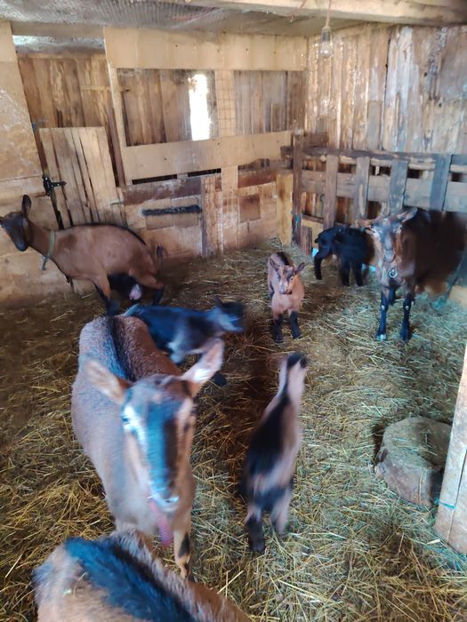 Vand iezi/iedute de rasă alpin franceze originale