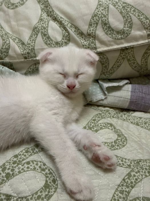 Scottish fold o’gil bola 2 oylik