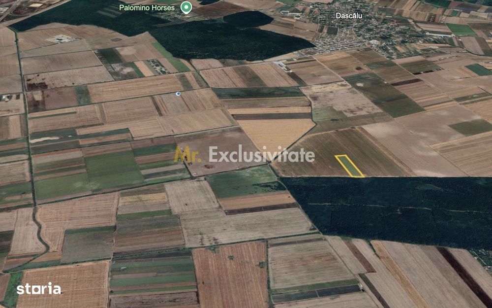 Teren mare Dascalu / Ilfov – lângă A0, deschidere la pădure