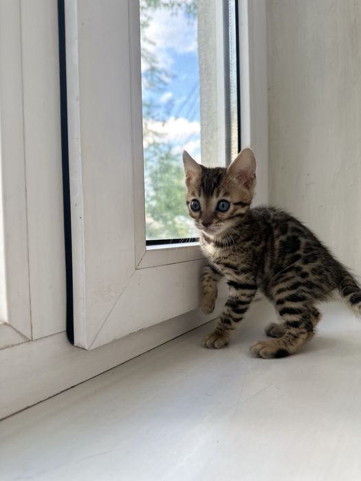 Продам бенгала девочка