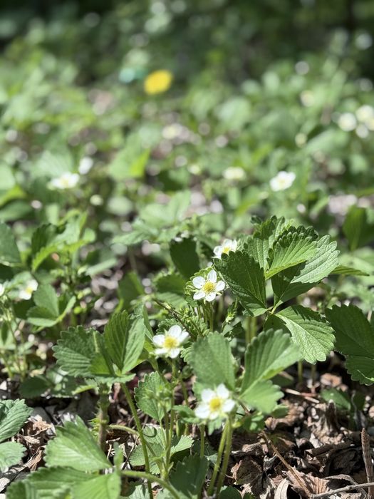 Căpșuni foarte rodnici la ghiveci 3 + 1 gratis