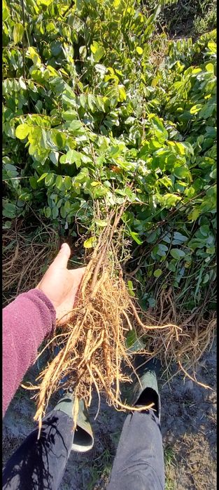 Puieti forestieri salcâm frasin carpen fag mesteacăn tei brad Ulm