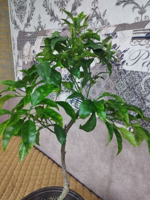 Продам мандариновое деревце