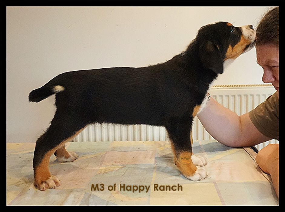 Vand Pui Greater Swiss Mountain Dog