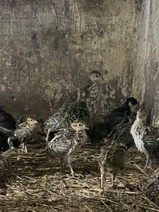 Pui de fazani rasa comun sau tenebros la varsta de 3 saptamani